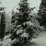 choinka z Nałęczowa